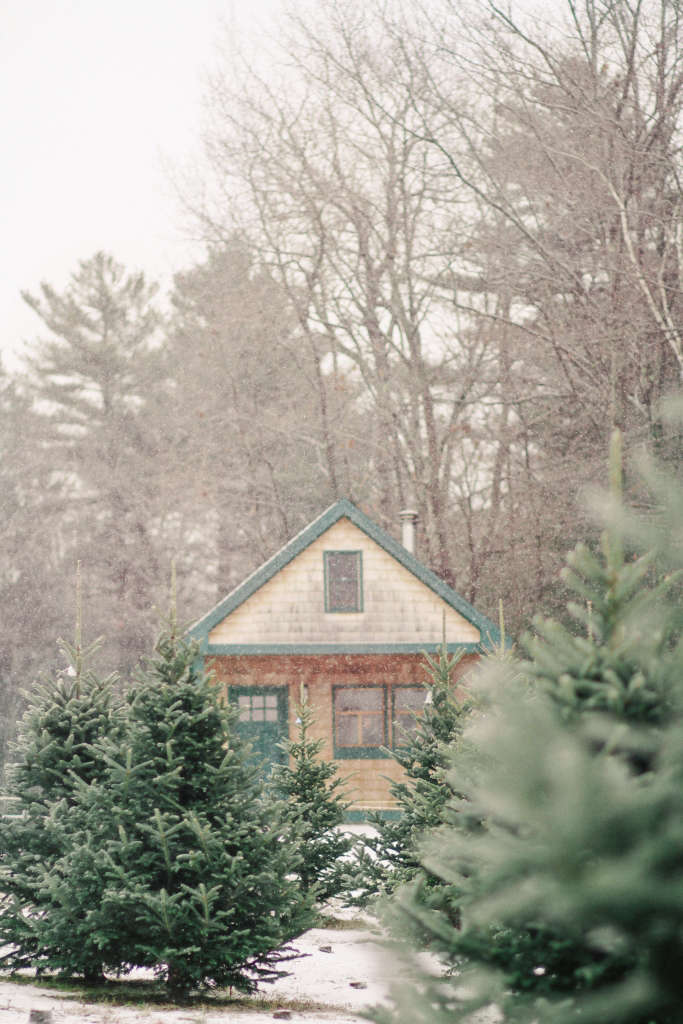Shopper's Diary A Christmas Tree Farm in Maine Gardenista