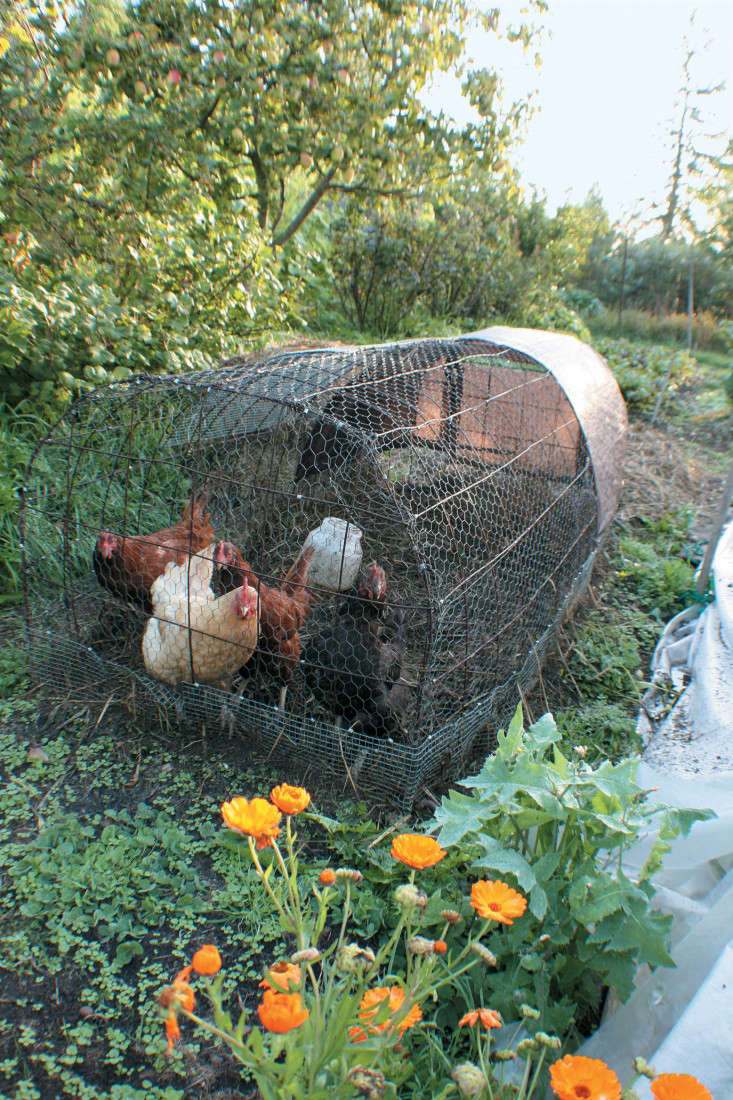 Free Range Chickens: Tips for the Garden and Backyard - Poultry Producer