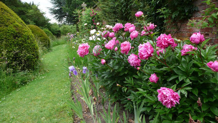 Dammann's Garden Company – How to Care for Peonies for Longer