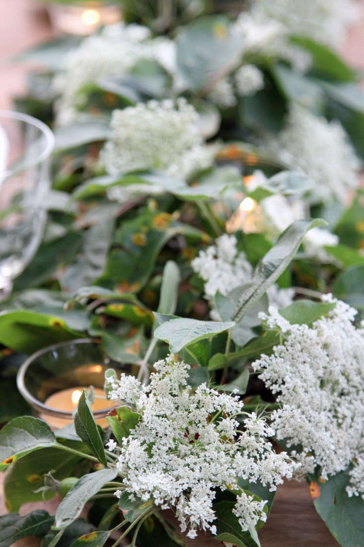 Garden Q&A: Dress up your landscape with Queen Anne's lace