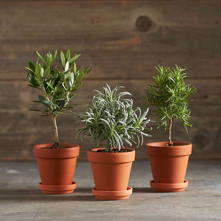 Gift Guide Tiny Topiaries For The Apartment Dweller Gardenista