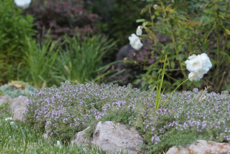 english thyme companion plants