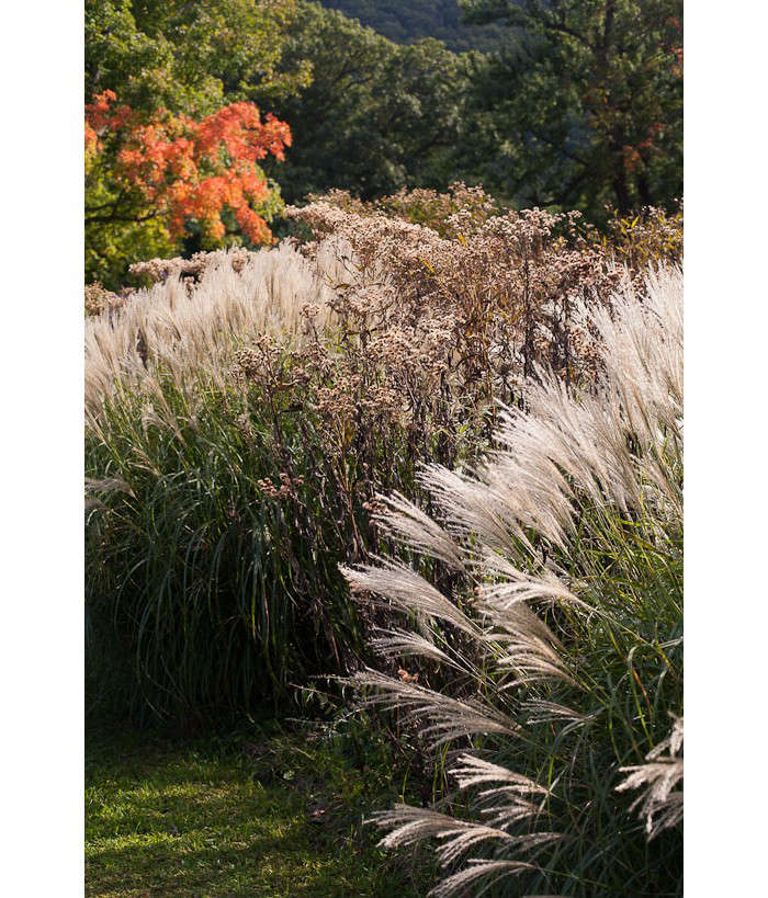 Veronica altissima zaadhoofden met de pluimen van Miscanthus sinensis 'Adagio.' Foto door Meredith Heuer. Voor meer, zie It#8