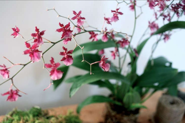 For more of this orchid, see DIY: A Hanging Orchid, Father’s Day Edition. Photograph by Sylvia Moreno-Bunge.