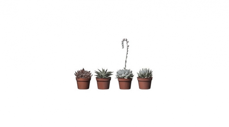 Ikea potted succulents