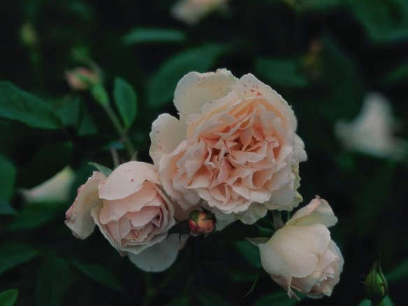 Browse the Chamblee Rose Nursery Retailer Collection on - Gardenista