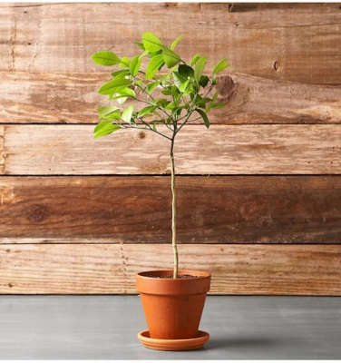 How to Successfully Grow Lemon Trees: A Field Guide to Planting, Care