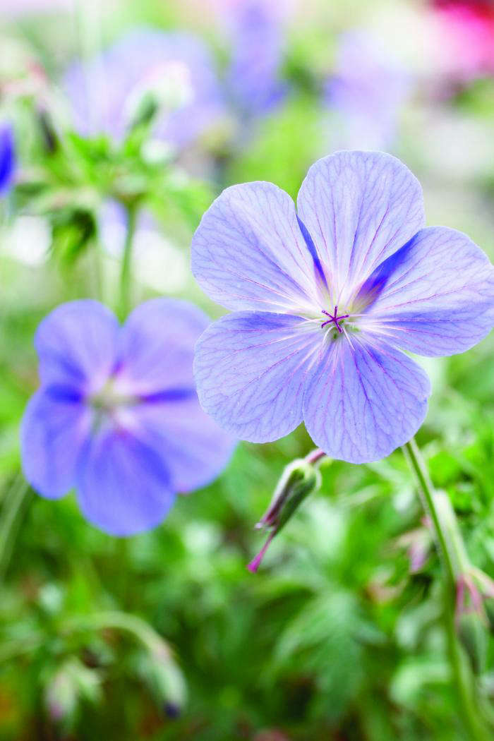 Johnson's Blue geranium via Sunset