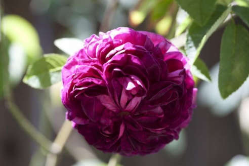 Poweder Puff Roses A Riot in Berkeley: Roses Gone Wild - Gardenista