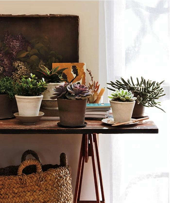 easy to grow houseplants succulents