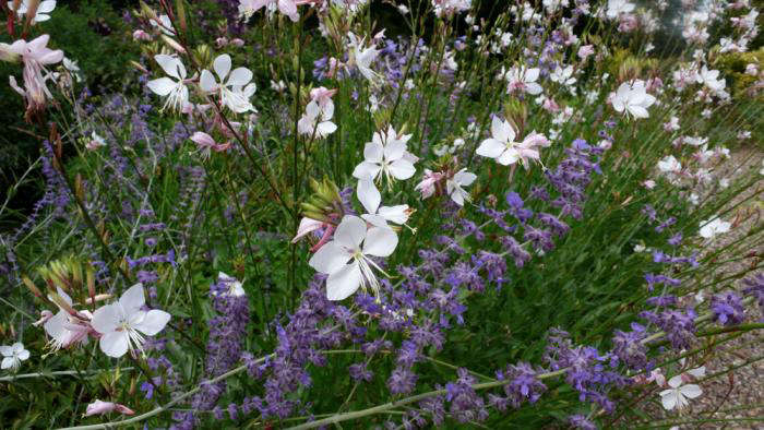 Gaura lindheimeri mingling with Nepeta sibirica. Photograph by Kendra Wilson.