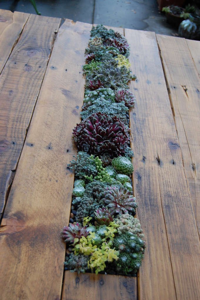 succulent garden table