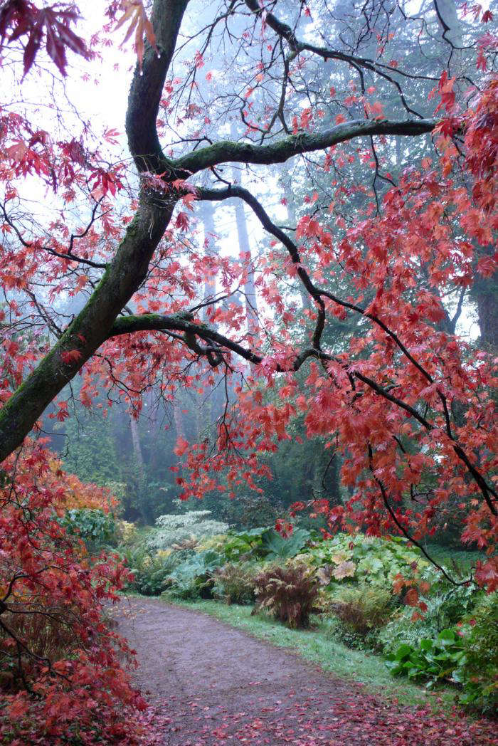 Goth Garden: Spooky and Beautiful - National Garden Bureau