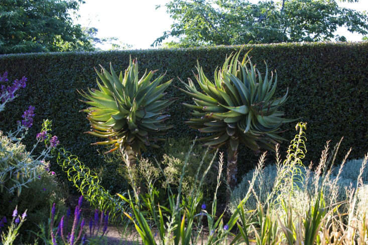 A remarkably green, drought-tolerant wall of privet at Lambley Nursery serves as a serene backdrop, making the shapes and colors of individual plants become more remarkable. Shown here: Aloe ferox, with roots that don’t mind competing with those of the hedge. Photograph by Claire Takacs from Can This Garden Be Saved? &#8\2\20;It Barely Rains; I Live in a Desert.