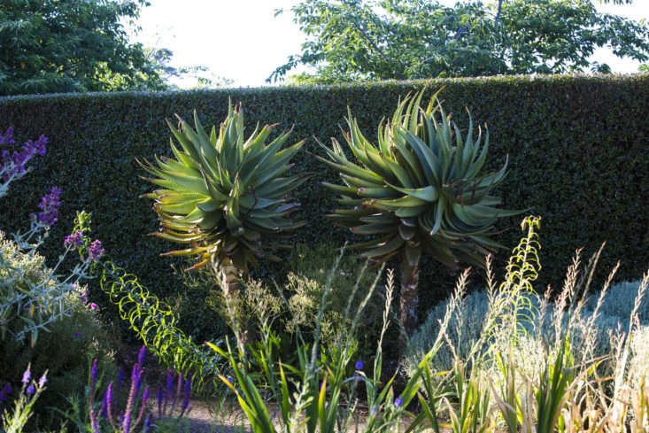 Privet grows through the middle of this garden, offering protection from wind and creating friendlier, enclosed environments. Photograph by Claire Takacs, from Can This Garden Be Saved: 