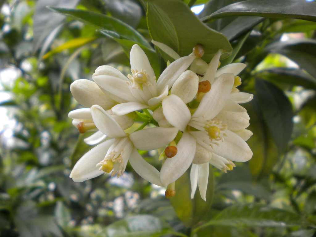 A flowering orange tree. Photograph by Candiru via Flickr.