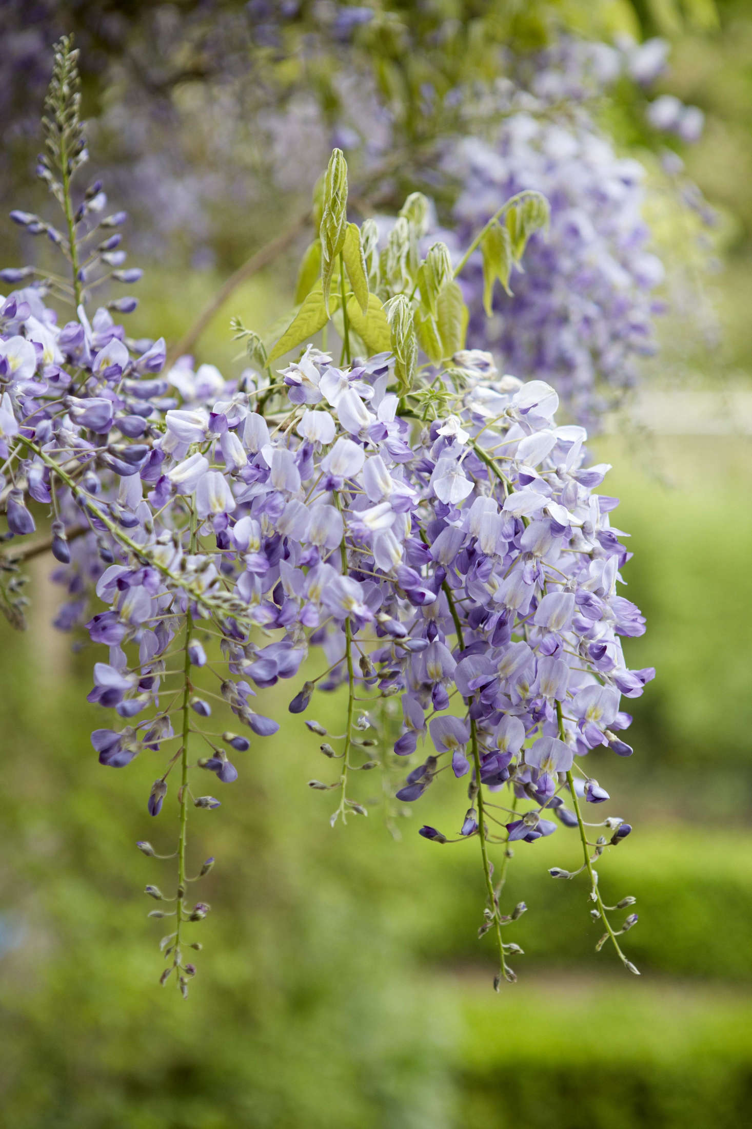 Wisteria wants to bloom when it feels increased warmth from direct sunlight and when there is nothing above to climb.
