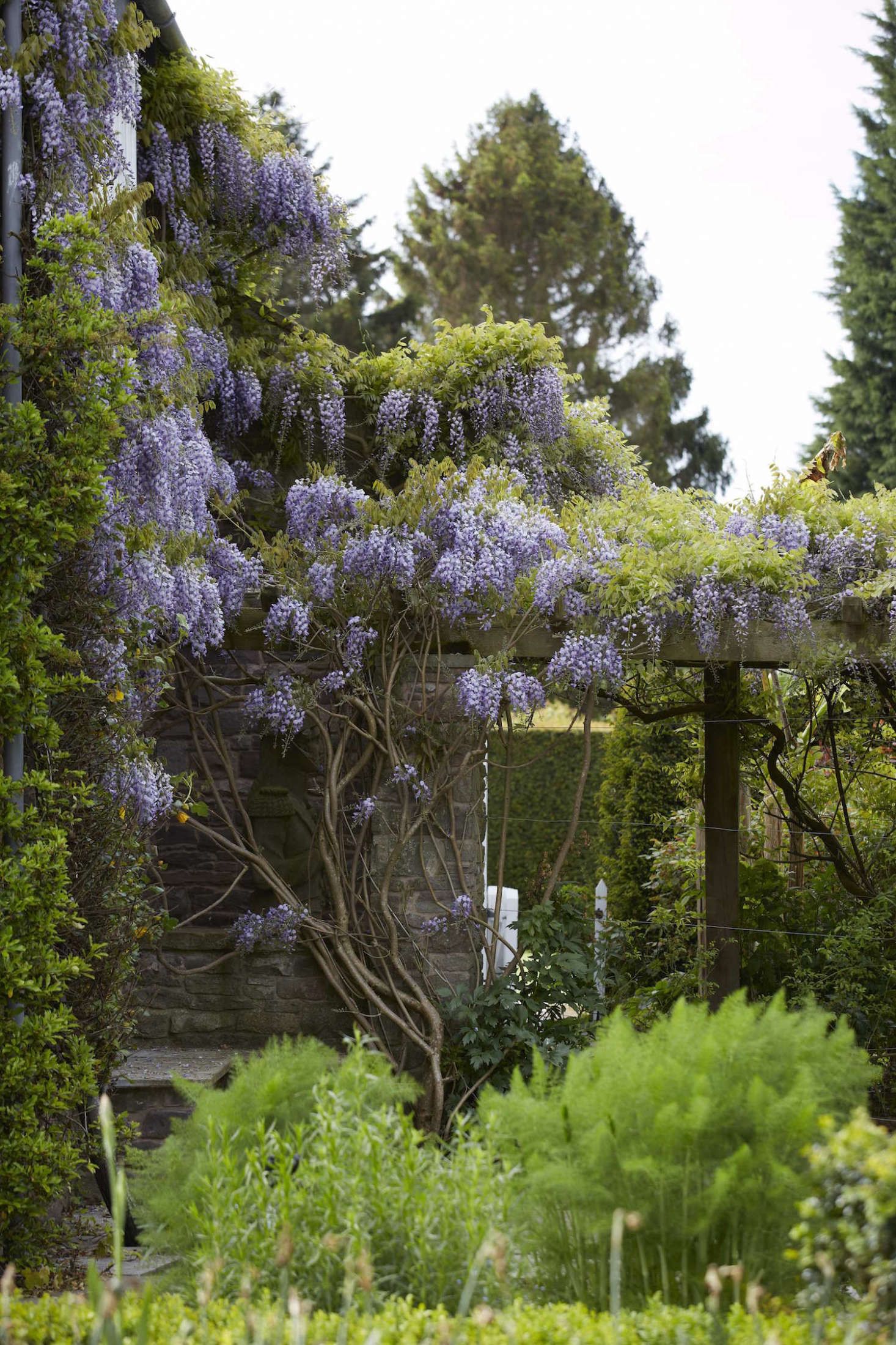 Prune wisteria twice a season: in early March before it blooms and again in late summer to remove what Macunovich refers to as 