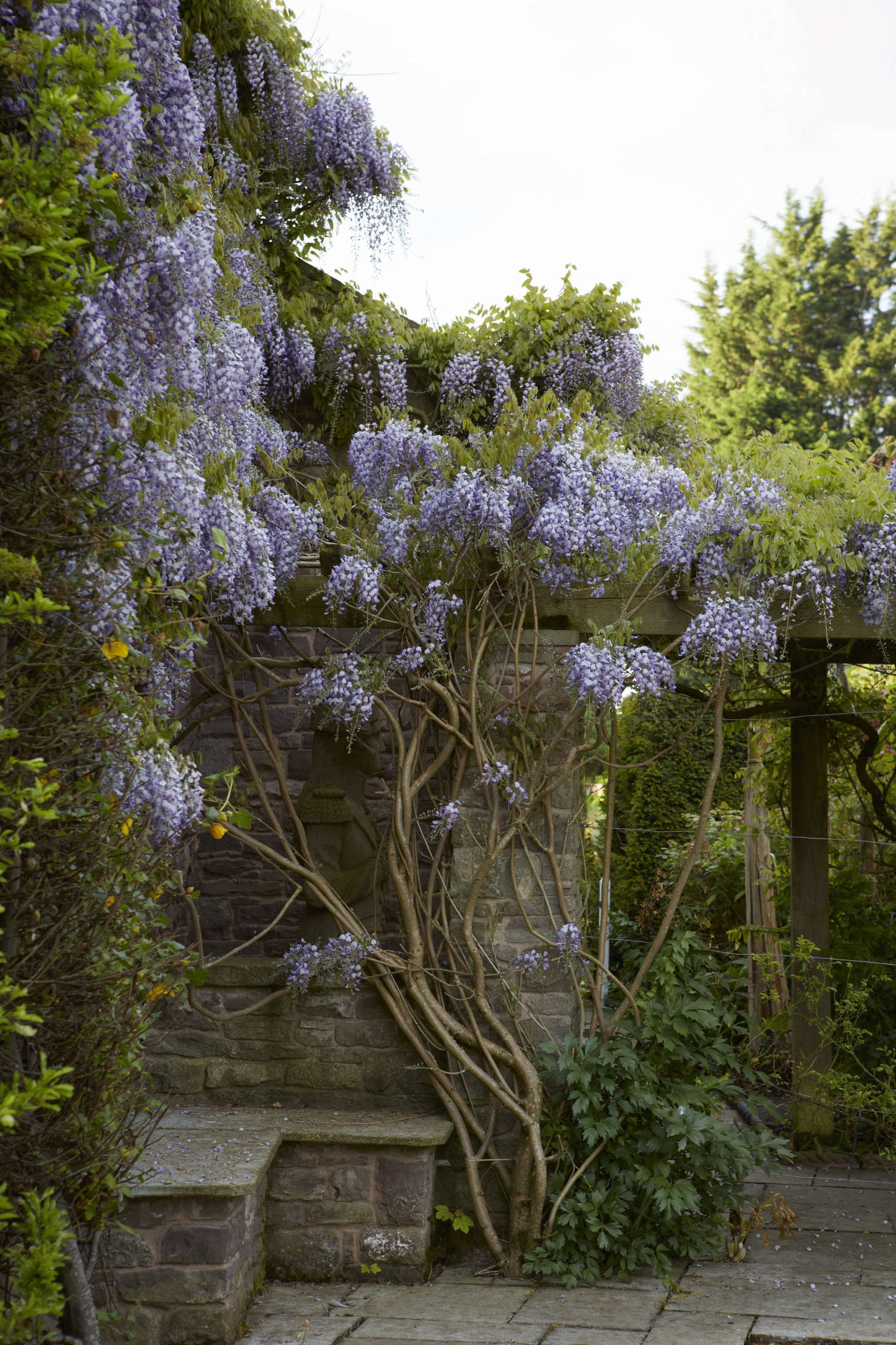 Plant wisteria in a protected, warm spot in full sunlight (try to get this right the first time, because it does not like to be transplanted).