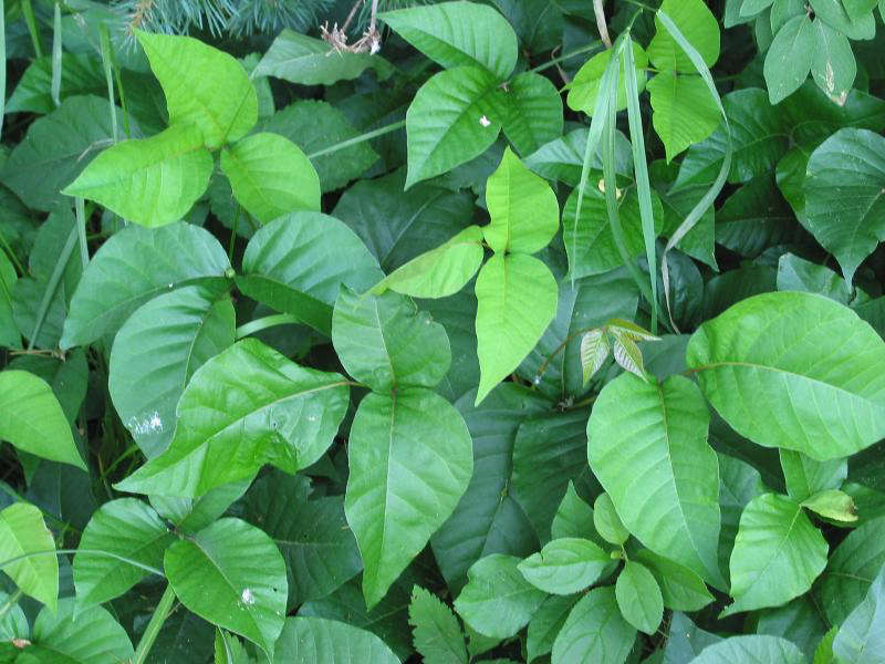 Landscaping 101: How to Kill Poison Ivy - Gardenista