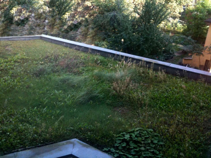 A green roof in a backyard in Berlin. Photograph by Sebastian Wallroth via Flickr.