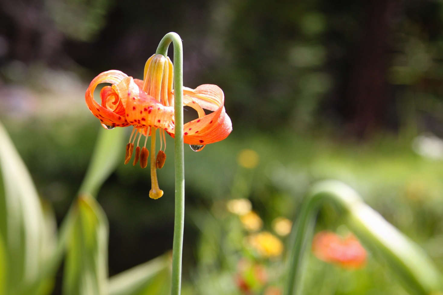 An orange Leopard Lily (Lilium henryi) can grow as high as 8 feet. Photograph by Odonata98 via Flickr.