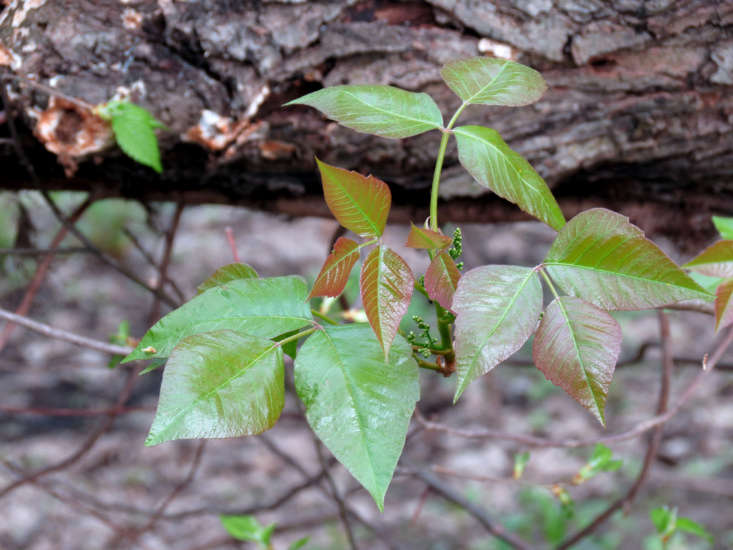 poison ivy plant pictures