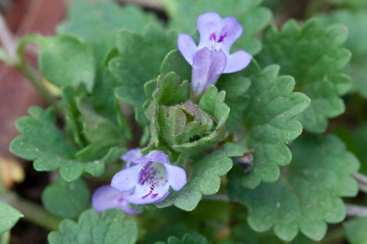 Ground Ivy photograph by Kaldari via Wikimedia.