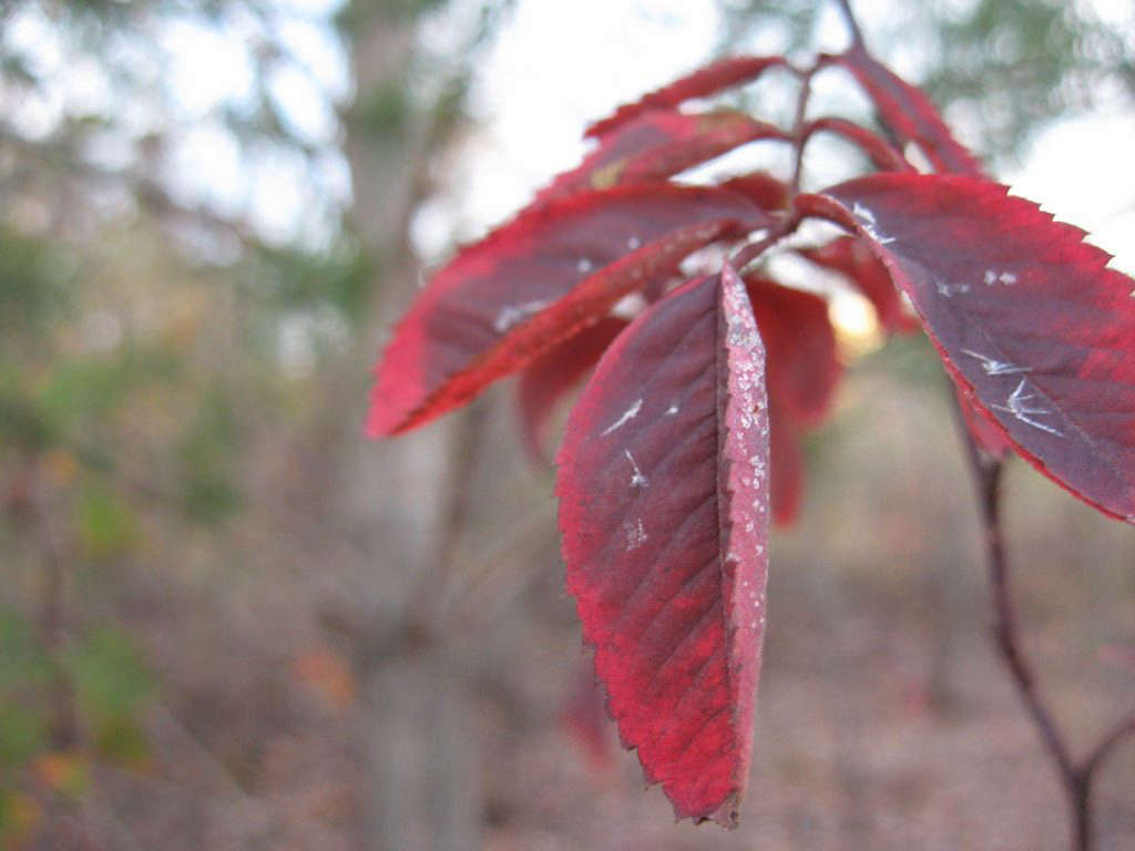 Photograph by Cory Dean Smith via Flickr.