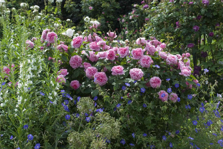 Od Davida Austina, Rosa Gertrude Jekyll Rose(Ausboard) kosztuje $.50 w USA i £.50 w Wielkiej Brytanii; oto ona posadzona obok Epilobium i Geranium 'Brookside'. Zdjęcie dzięki uprzejmości David Austin Roses.