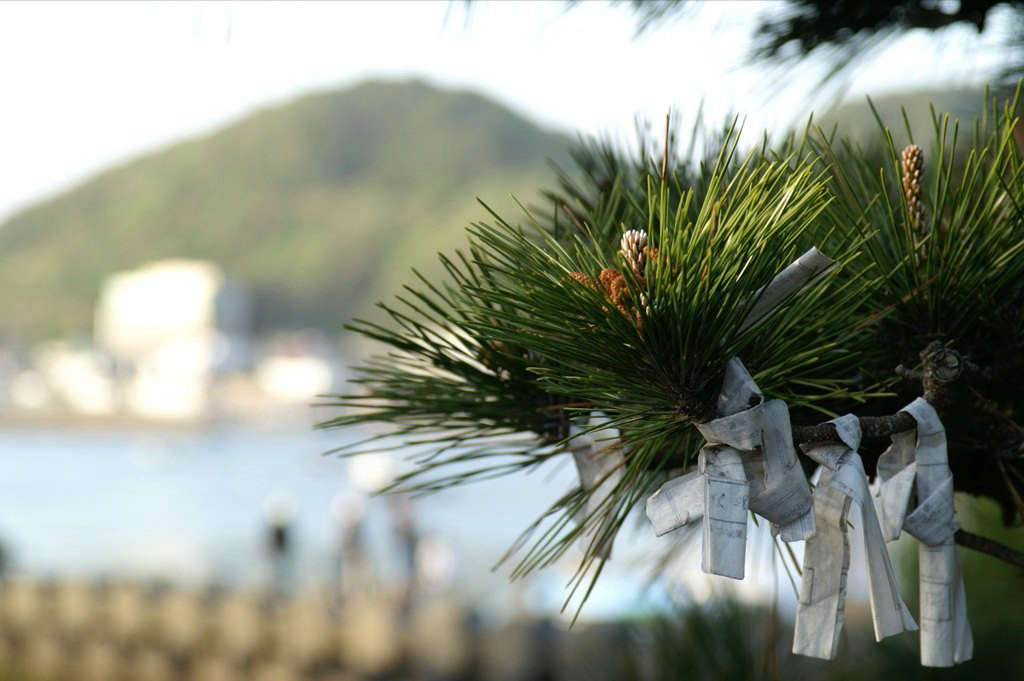Small slips of paper with fortunes written on them—omikuji—are tied around the branch of an evergreen tree in Japan. Photograph by Ken Funakoshi via Flickr.