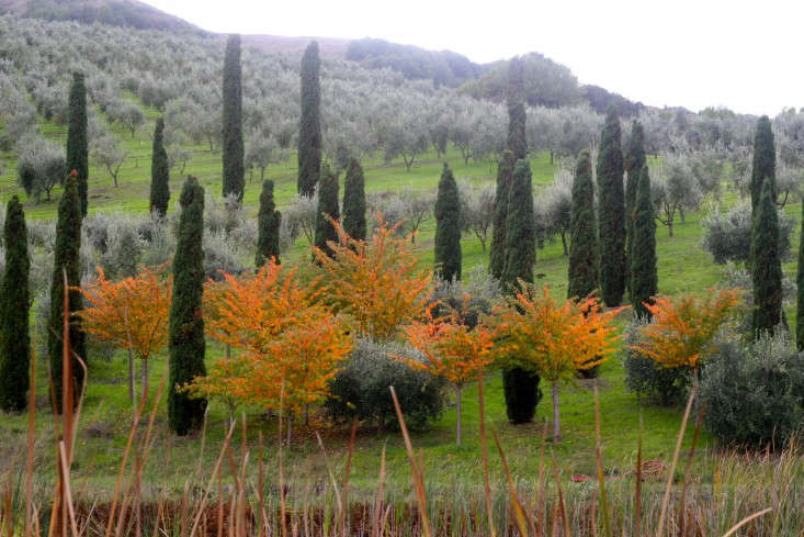 mcevoy-ranch-in-petaluma-olive-mill-winery-gardenista