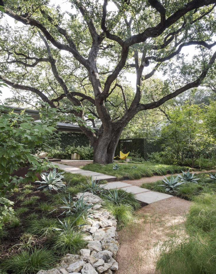 Landscape architect Christine Ten Eyck has a judiciously pruned specimen tree in her front yard in Austin, Texas; her roof is safe from falling branches. Photograph by Matthew Williams for Gardenista.