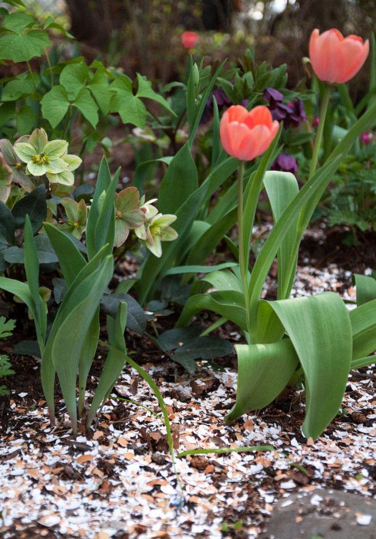 When tilled into the soil, ground eggshells provide your plants with calcium.