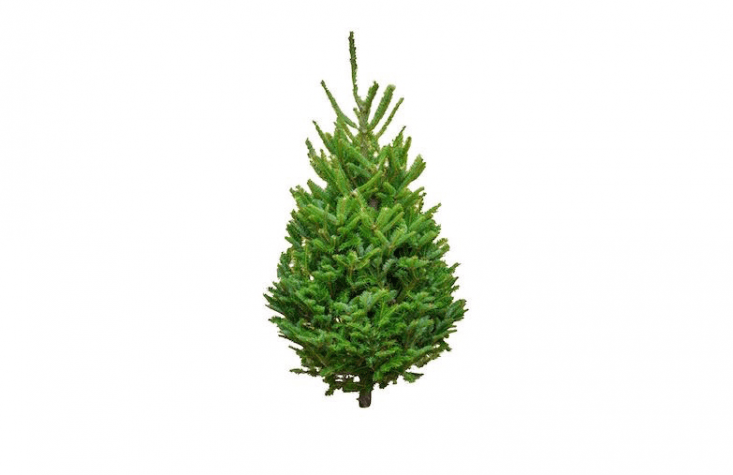 A fresh-cut Fraser Fir Tabletop Tree measuring from 3 to 4 feet high comes with a red plastic stand and is \$79 from Five Star Christmas Tree company.