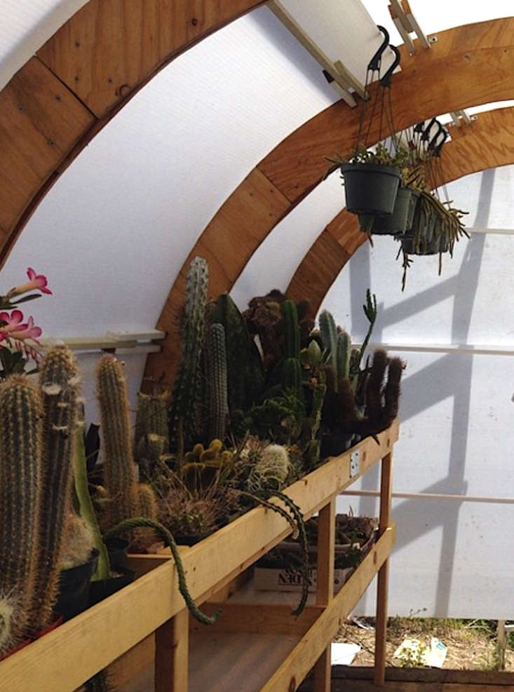 Cactus-Store-LA-06-Gardenista