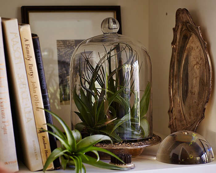 How to keep houseplants happy in winter l Gardenista