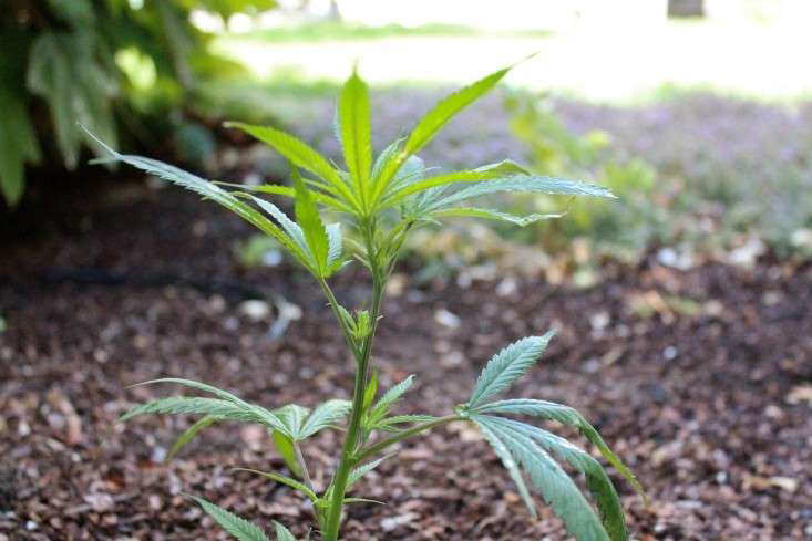 10 Things Nobody Tells You About Growing Marijuana Gardenista