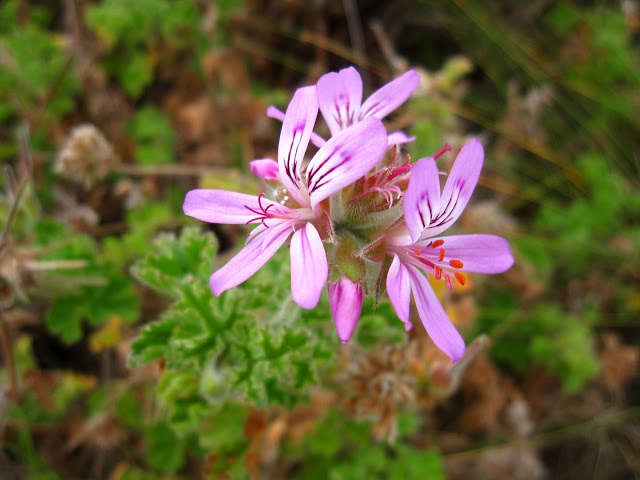 Pelargonium capitatum_marie-_viljoen_gardenista