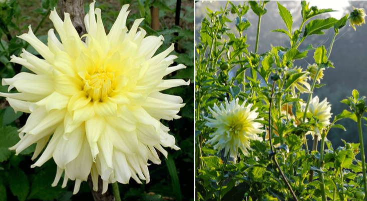 dahlia-albert-furman-meadowburn-gardenista