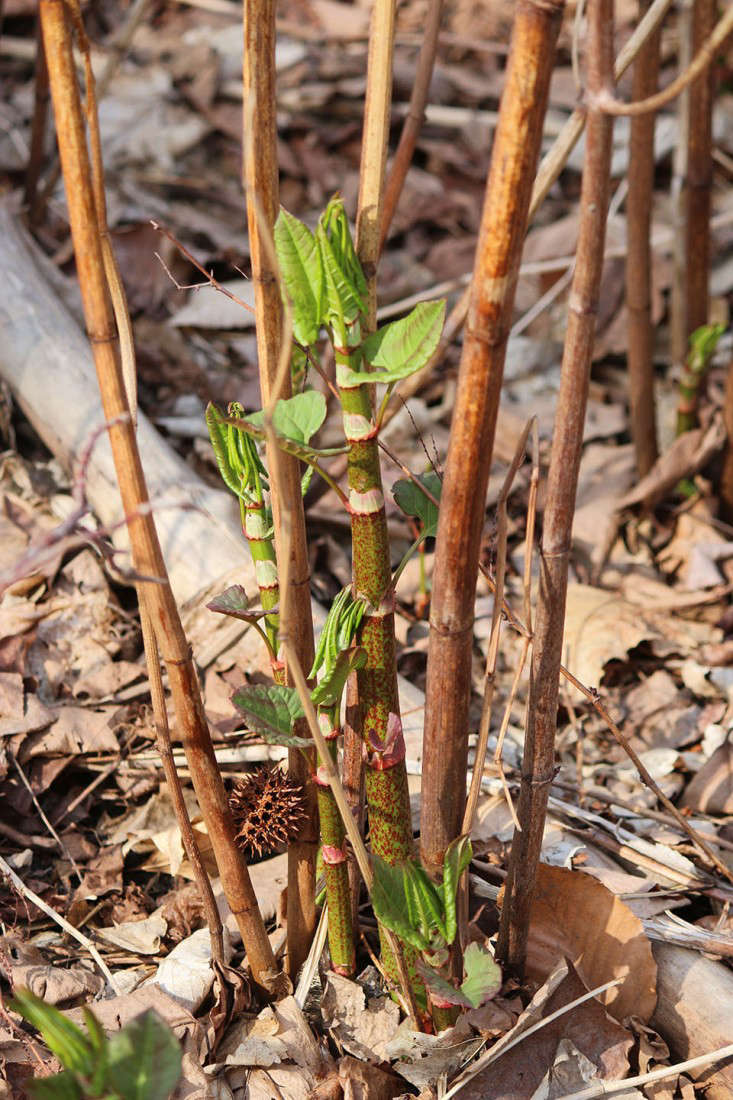 japanese knotweed_marie viljoen_gardenista