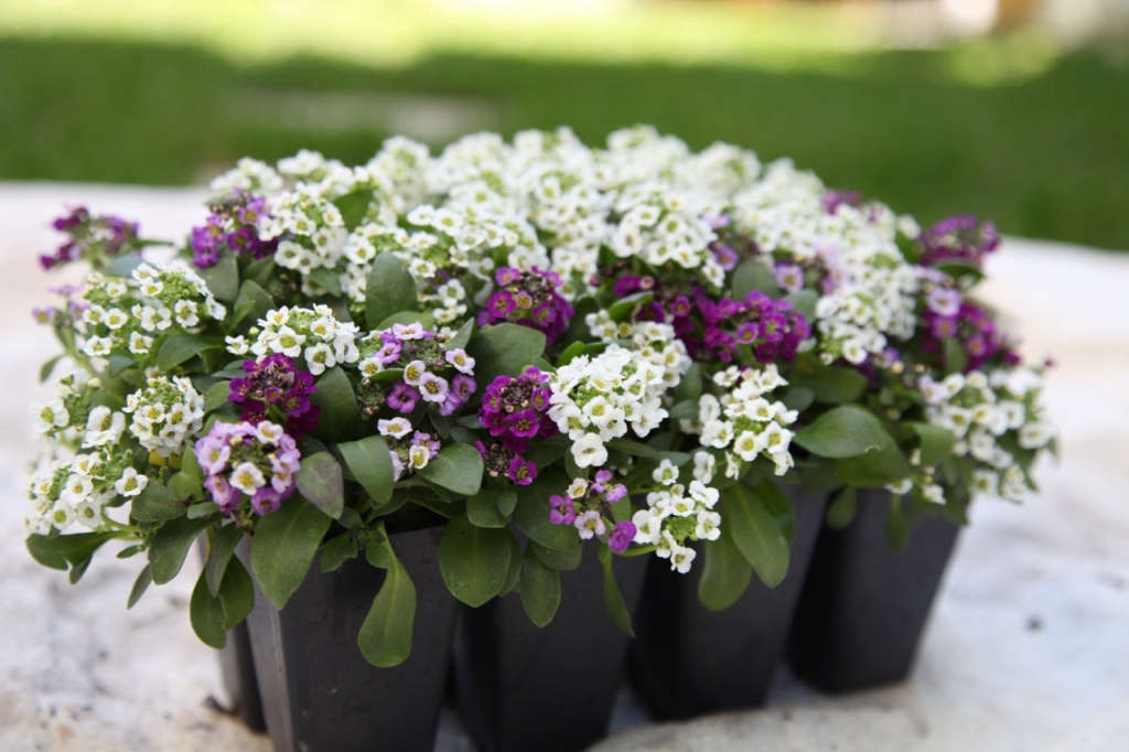 A PetFriendly Kitchen Garden with The Home Depot Gardenista