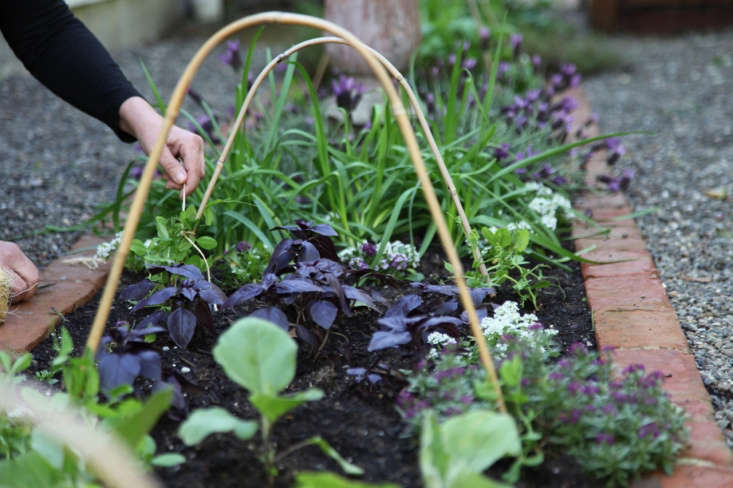 Whether you want to grow a single pot of herbs on a balcony or dedicate a \10-by-\10-foot garden bed to the endeavor, a Postage Stamp Garden will take you from seed to harvest, capably. Photograph by Meredith Swinehart.