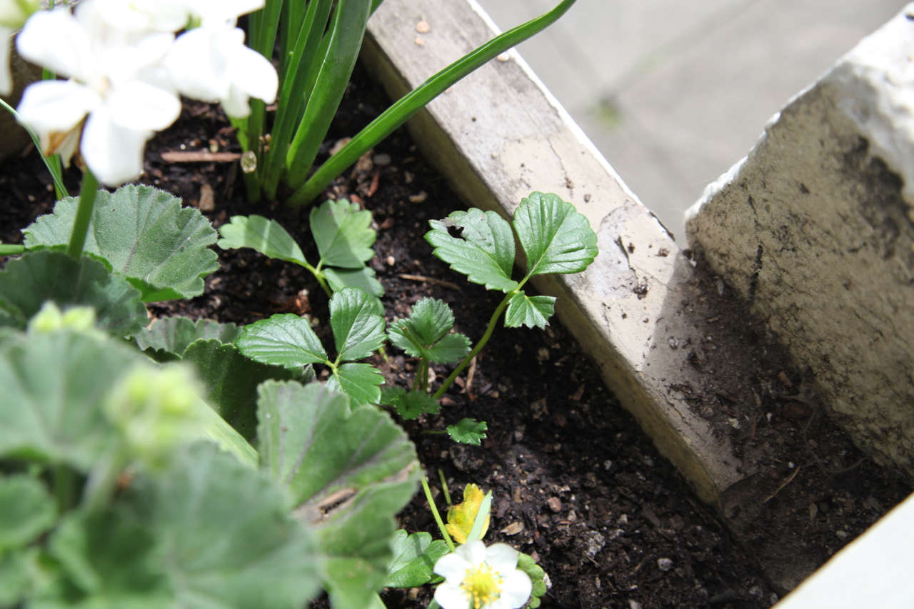 Strawberry in Window Box | Gardenista