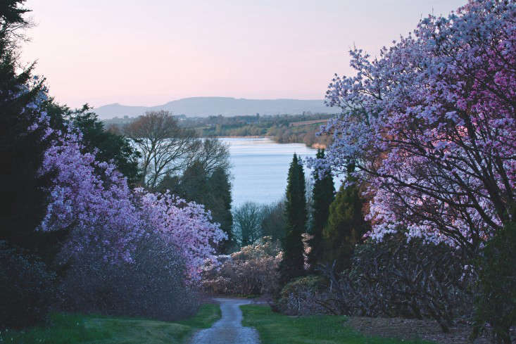 fixed-the-irish-garden-ireland-gardenista-Mount Congreve Magnolias and Suir11