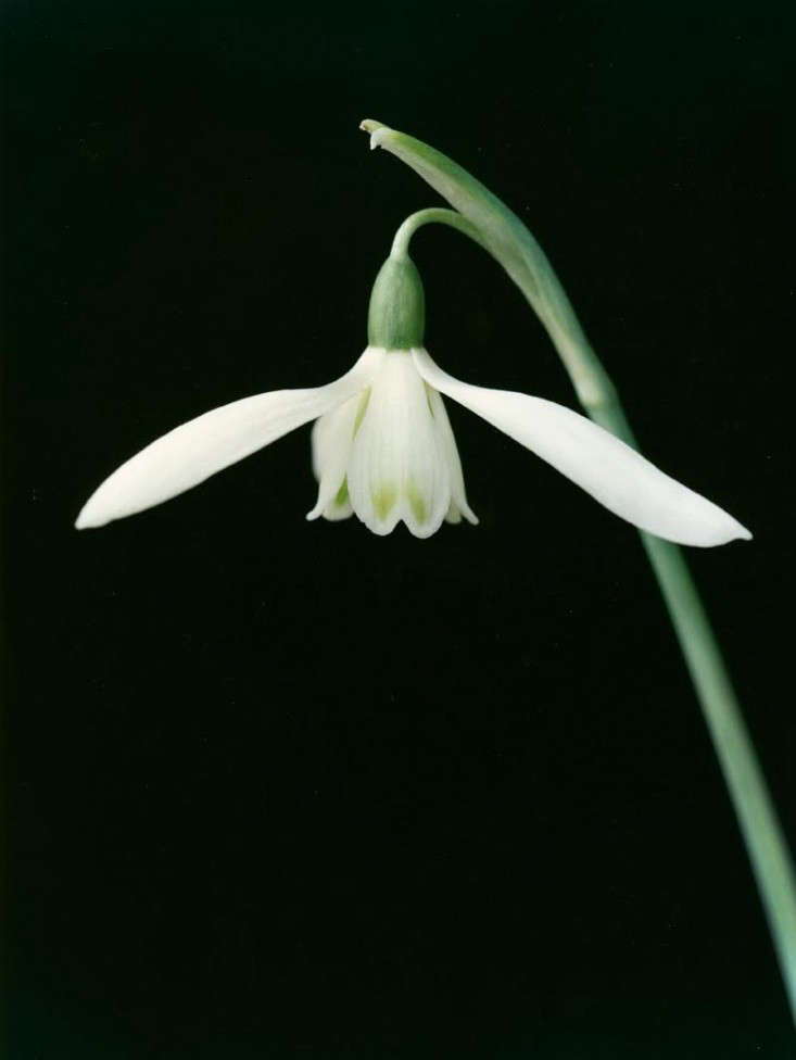 howard-sooley-photo-snowdrop