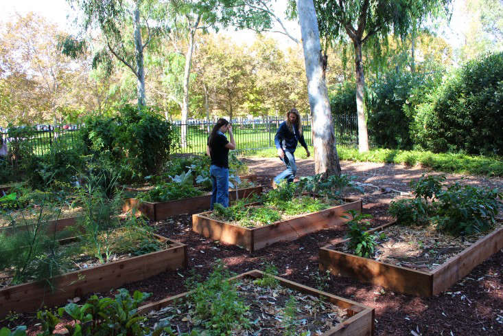 paypal-garden-start-organics-gardenista-IMG_0054