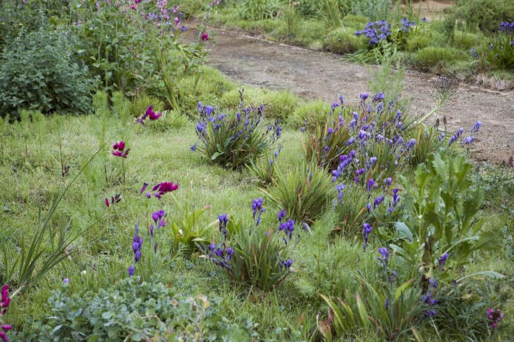 In spring, bulbs and corms send up ixia, babiana, and scilla flowers in a meadow of Carex texensis and Carex remota.