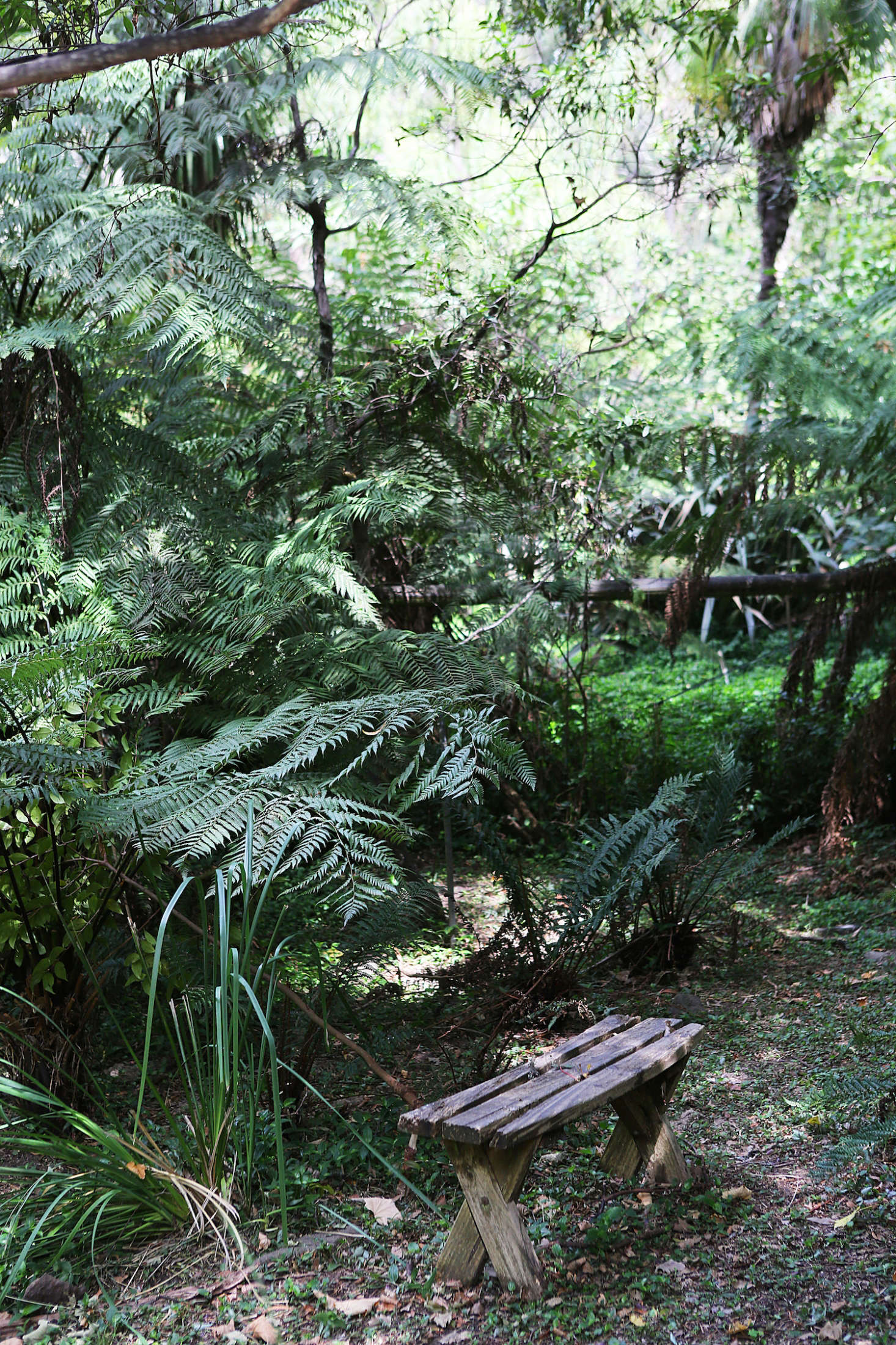 The garden remains green all year—though Melbourne is only a short way away, average summer temperatures in Belgrave reach only about 73 degrees Fahrenheit and the region gets ample rain all year.