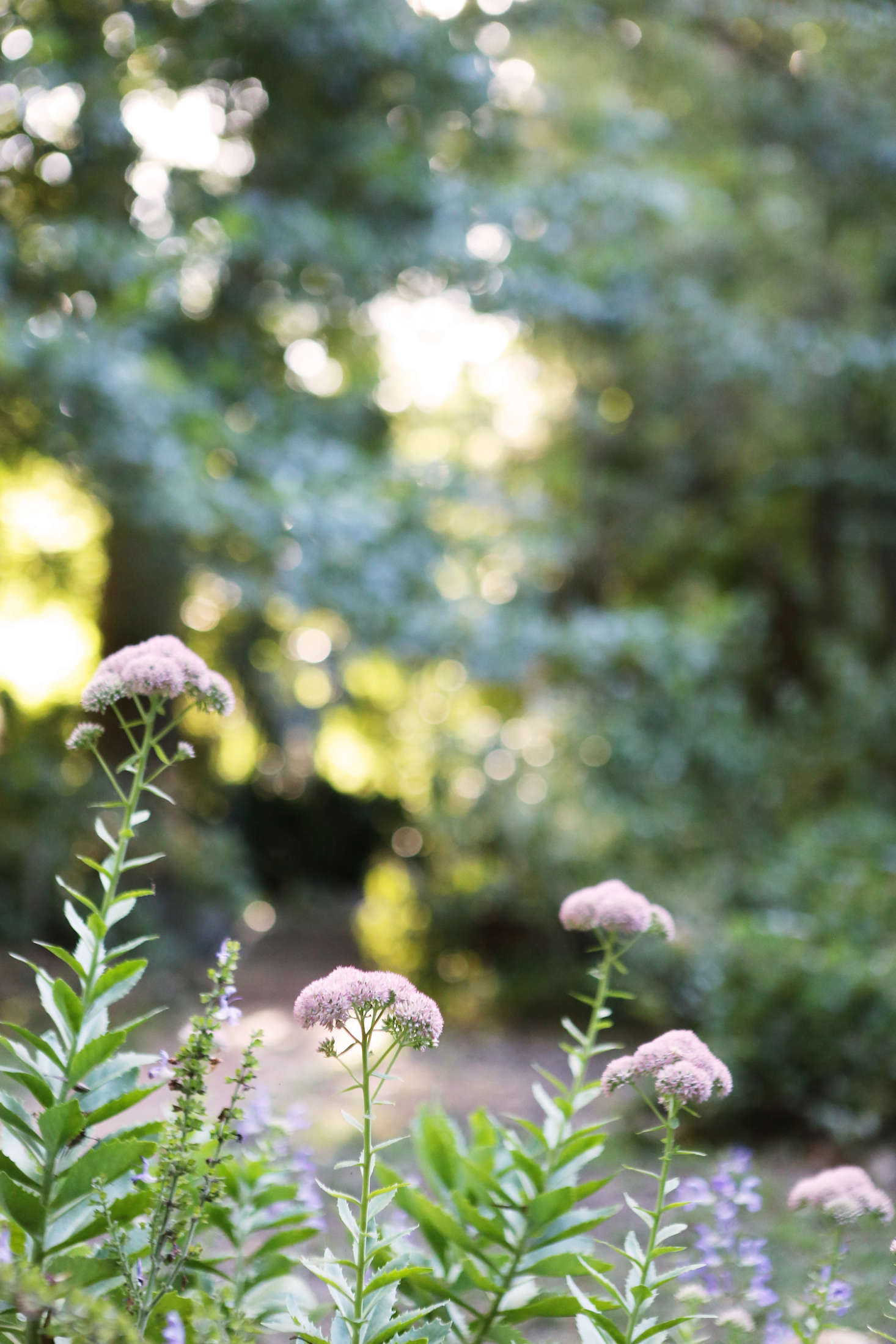 Color appears amid the greenery: roses, daisies, and the sedum 